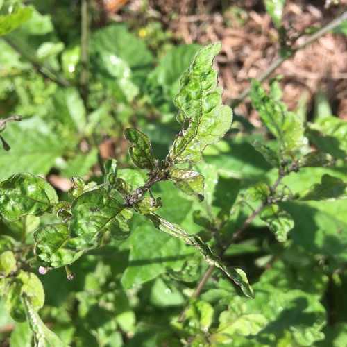 Image of Solanum opacum by no rights reserved