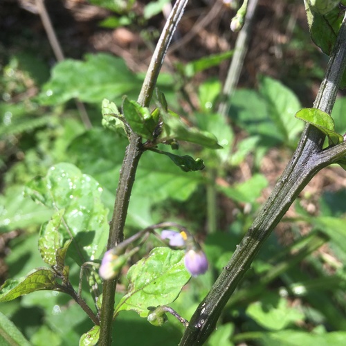 Image of Solanum opacum by no rights reserved