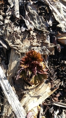 Filipendula camtschatica