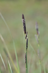 Carex hartmanii