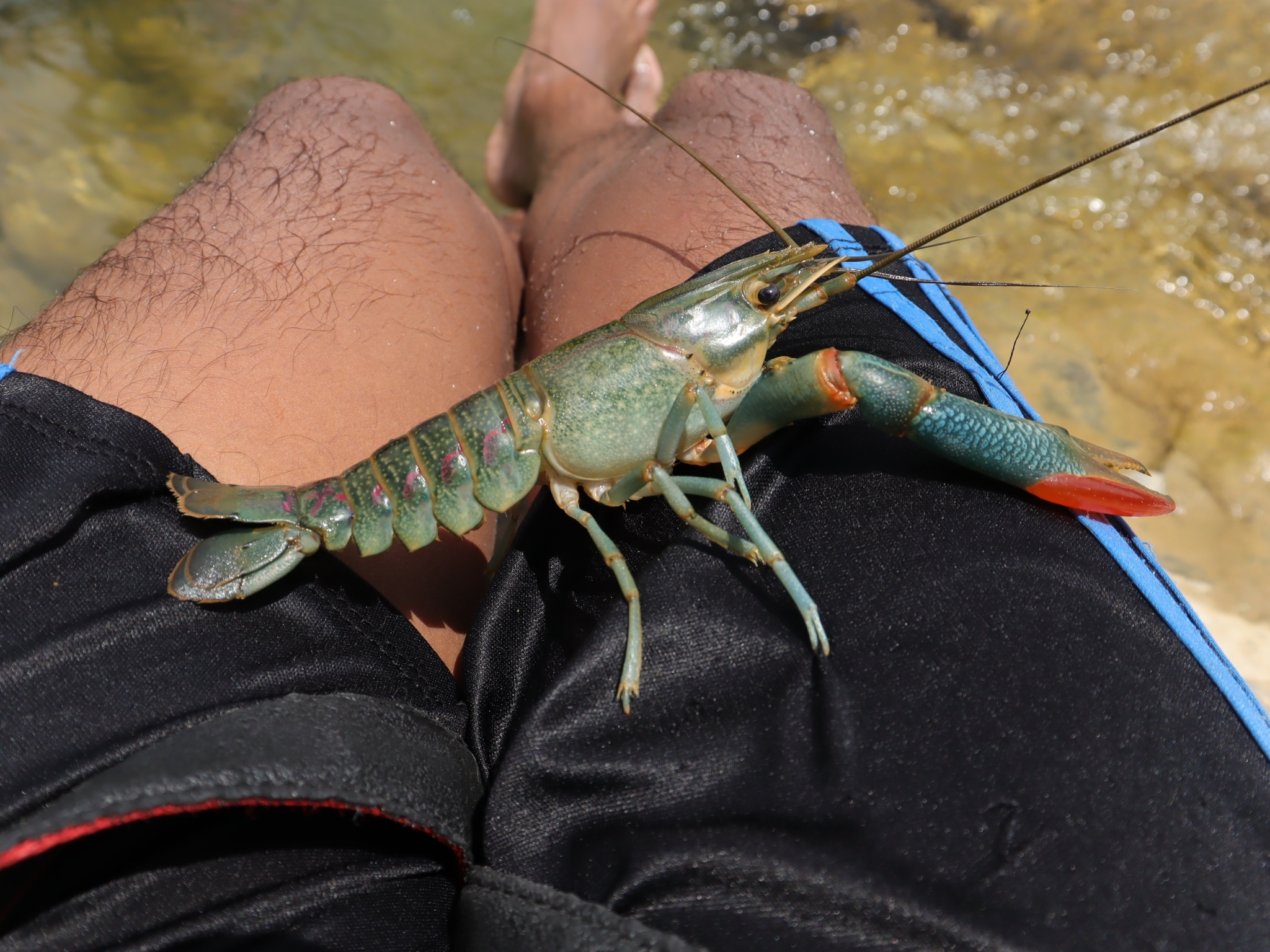 Cherax quadricarinatus image