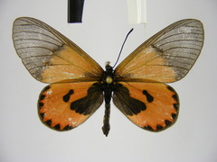 Acraea eltringhami