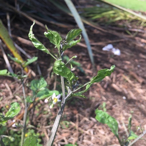 Image of Solanum opacum by no rights reserved