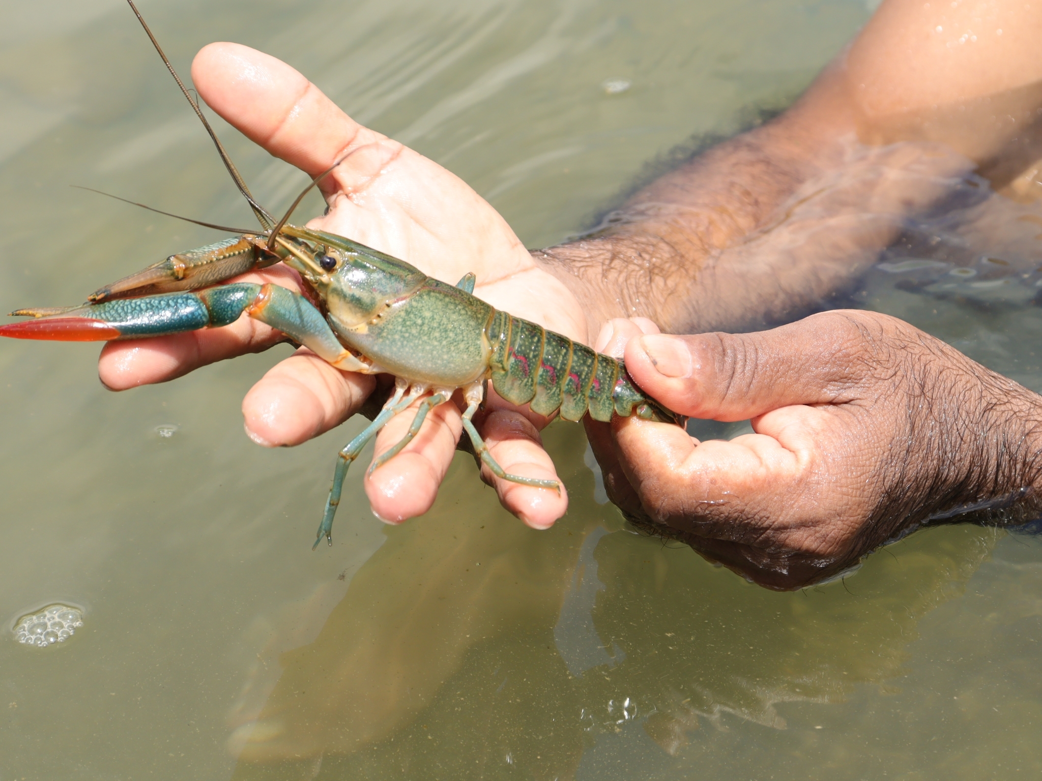Cherax quadricarinatus image