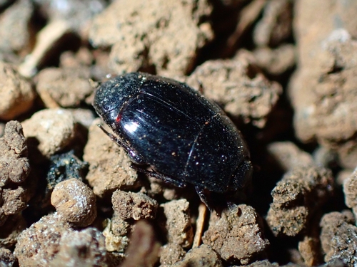 Hister canariensis