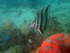 Chelmonops truncatus