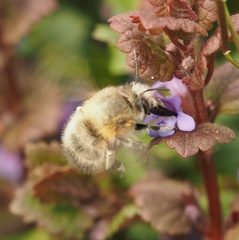 Anthophora plumipes