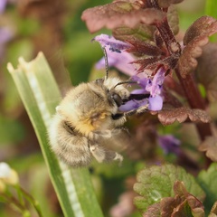 Anthophora plumipes