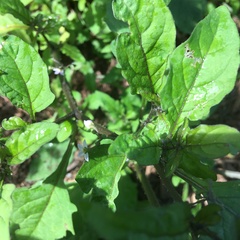 Solanum opacum