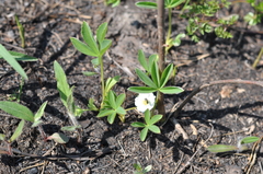 Potentilla alba