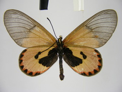 Acraea eltringhami