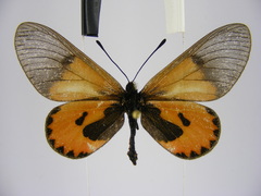Acraea eltringhami