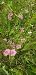 Linum pubescens