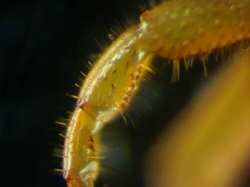 Common Cryptops photo 3