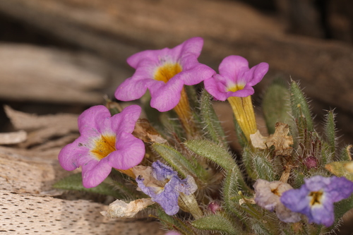 Image of Nama aretioides by (c) Steve Matson, some rights reserved (CC BY)