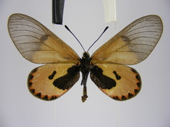 Acraea eltringhami