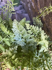 Cryptogramma cascadensis image