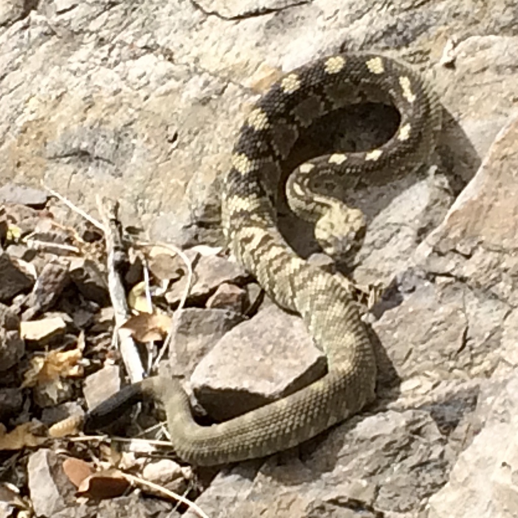Fresh Look at Eastern Black Tailed Rattlesnake From U S Army Fort Bliss