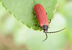 Pyropterus nigroruber