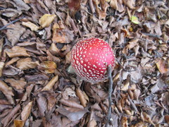 Amanita muscaria