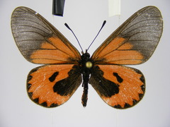 Acraea eltringhami