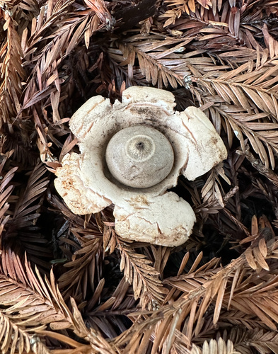 Geastrum saccatum