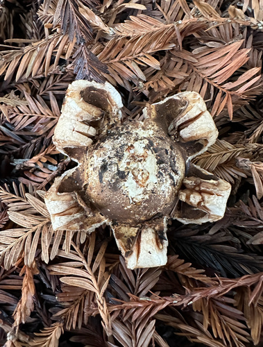 Geastrum saccatum (Photo 2 of 4)