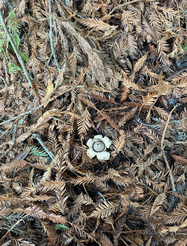 Geastrum saccatum (Photo 3 of 4)