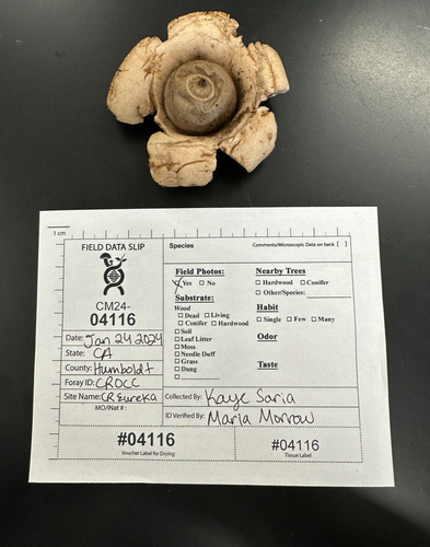 Geastrum saccatum (Photo 4 of 4)