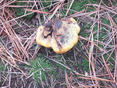 Phaeolus schweinitzii