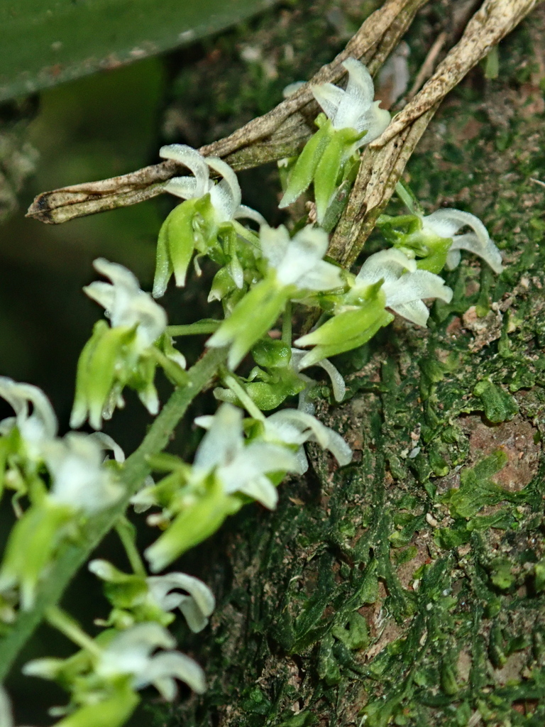 Zygostates pellucida