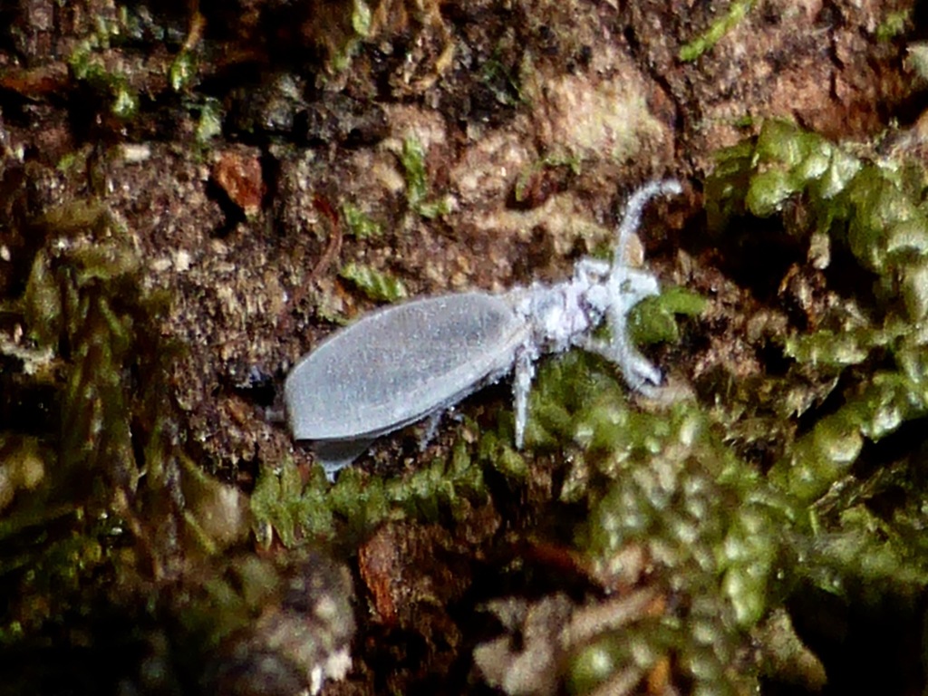 Phenacoleachia zealandica