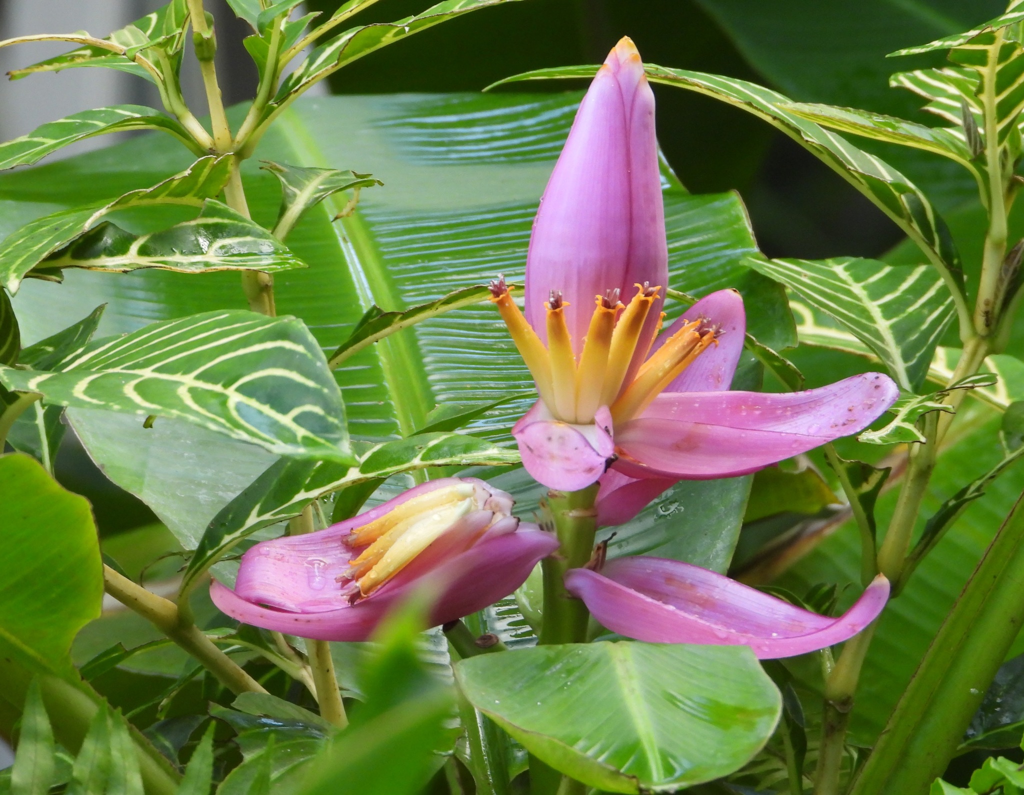 Imagem de Bananeira ornamental