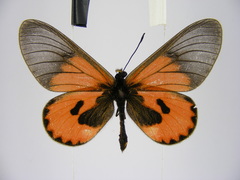 Acraea eltringhami
