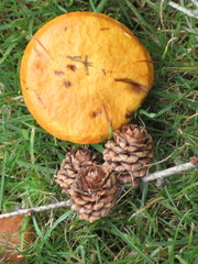 Suillus grevillei