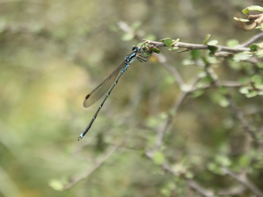 Blue Damselfly from Erua, New Zealand on January 22, 2024 at 03:59 PM ...