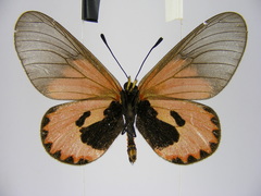 Acraea eltringhami