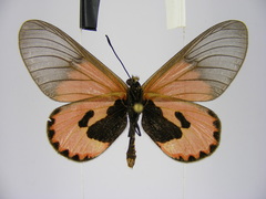 Acraea eltringhami