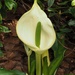 White Skunk Cabbage - Photo (c) Jakob Fahr, some rights reserved (CC BY-NC), uploaded by Jakob Fahr