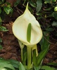 White Skunk Cabbage - Photo (c) Jakob Fahr, some rights reserved (CC BY-NC), uploaded by Jakob Fahr