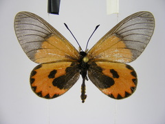 Acraea eltringhami