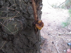 Phaeolus schweinitzii