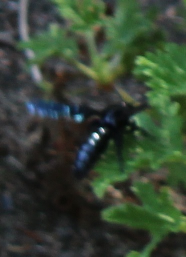 Blue Flower Wasp from Smiths Lake NSW 2428, Australia on January 25 ...