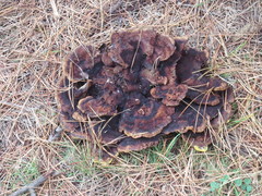 Phaeolus schweinitzii