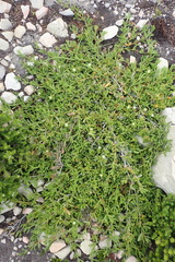 Delosperma inconspicuum