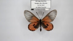 Acraea eltringhami