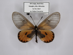 Acraea eltringhami