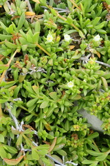 Delosperma inconspicuum