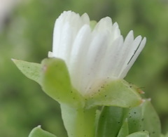 Delosperma inconspicuum