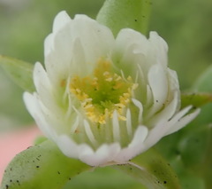 Delosperma inconspicuum
